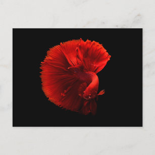 Beautiful Red Betta Fish Postcard