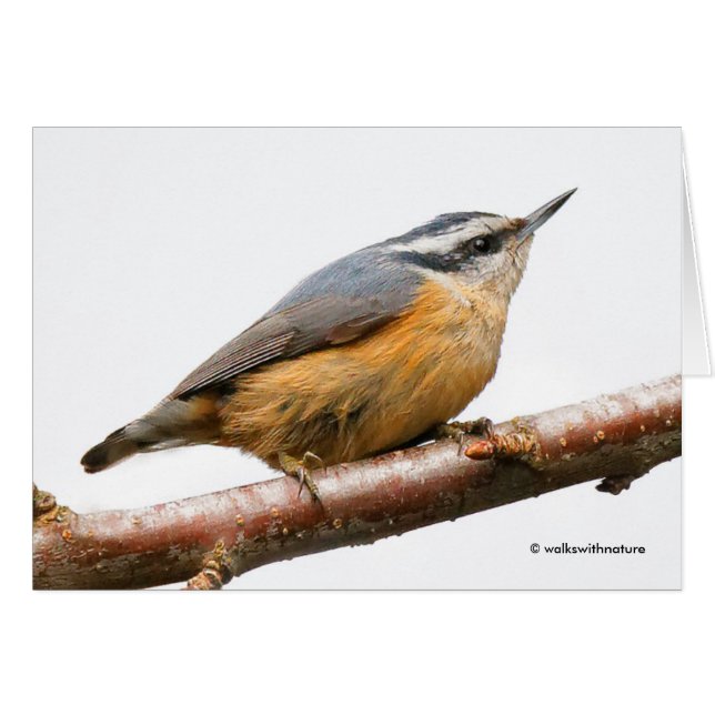 Beautiful Red-Breasted Nuthatch on a Branch Cards (Front Horizontal)