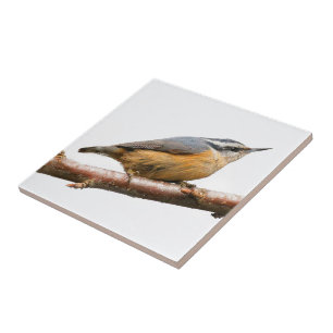 Beautiful Red-Breasted Nuthatch on a Branch Ceramic Tile