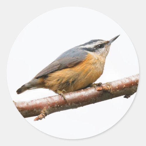 Beautiful Red_Breasted Nuthatch on a Branch Classic Round Sticker