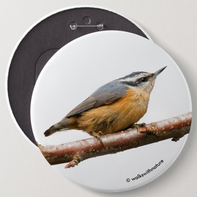 Beautiful Red-Breasted Nuthatch on a Branch Pinback Button (Front & Back)