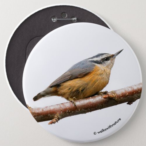 Beautiful Red_Breasted Nuthatch on a Branch Pinback Button