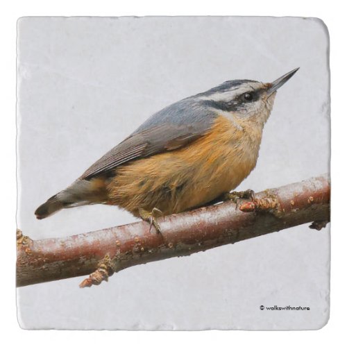 Beautiful Red_Breasted Nuthatch on a Branch Trivet