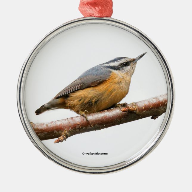 Beautiful Red-Breasted Nuthatch Songbird on Branch Metal Ornament (Front)