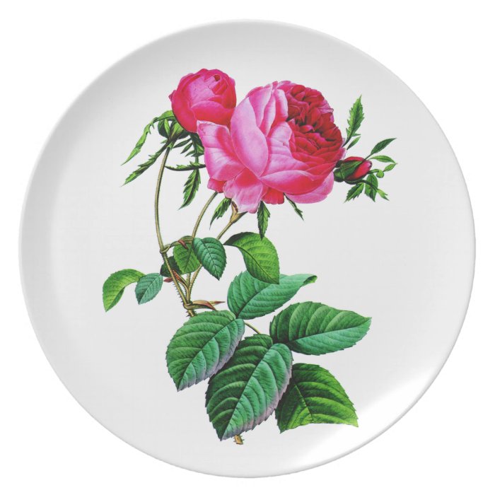 Beautiful Red Cabbage Roses by Redoute Plates