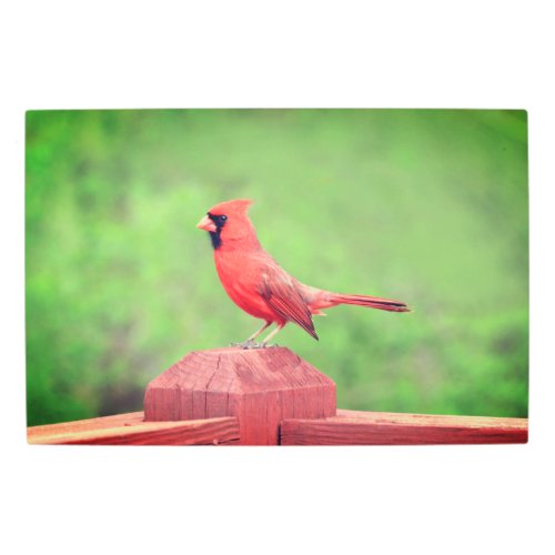 Beautiful Red Cardinal Bird Metal Print