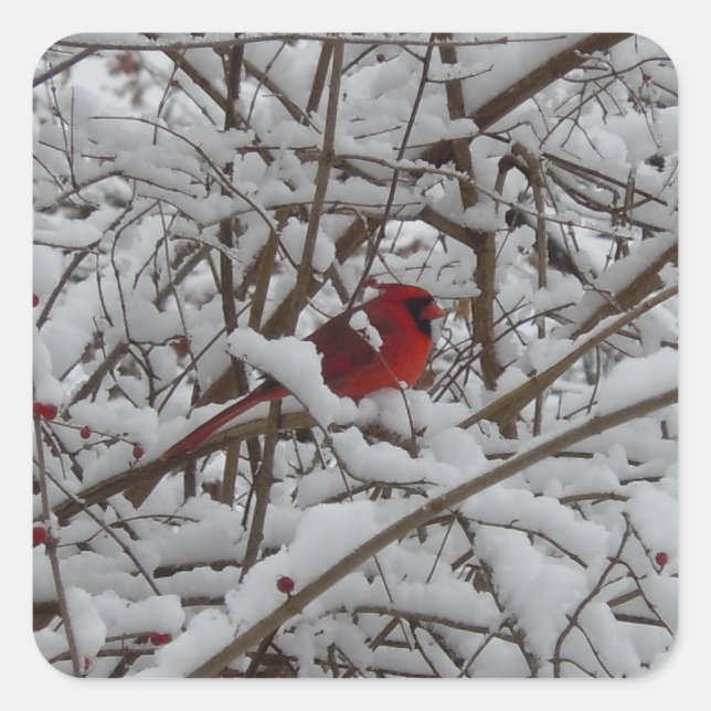 Beautiful Red Cardinal in Snow Filled Tree Sticker (Front)
