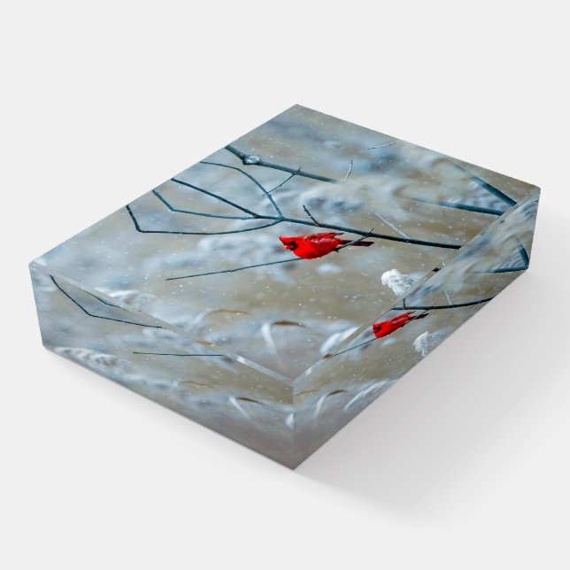 Beautiful Red Cardinal in the Snow Paperweight (Angled)