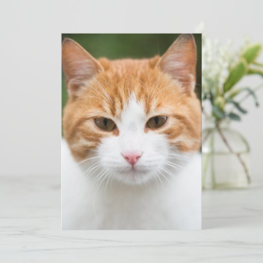 Beautiful red cat (Standing Front)