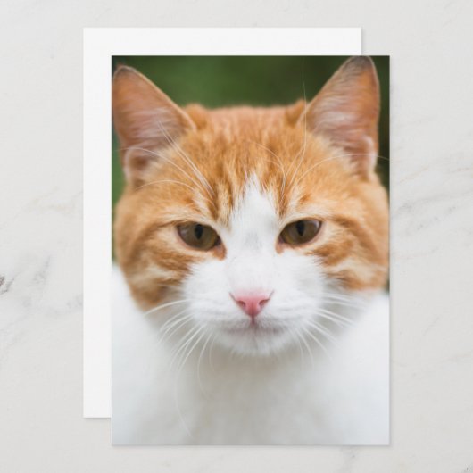 Beautiful red cat (Front/Back)