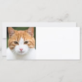 Beautiful red cat (Back)