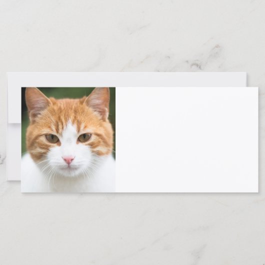 Beautiful red cat (Back)