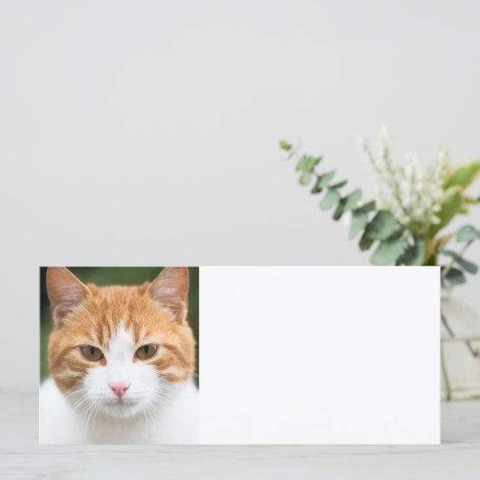 Beautiful red cat (Standing Front)