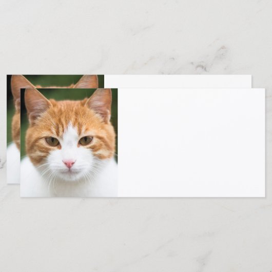 Beautiful red cat (Front/Back)