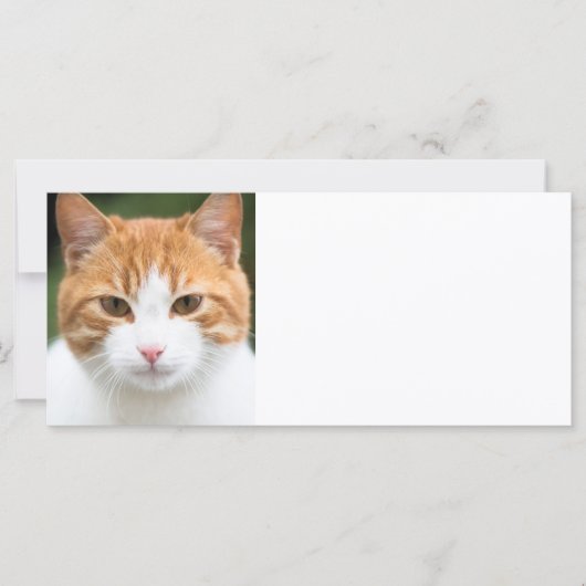 Beautiful red cat (Front)