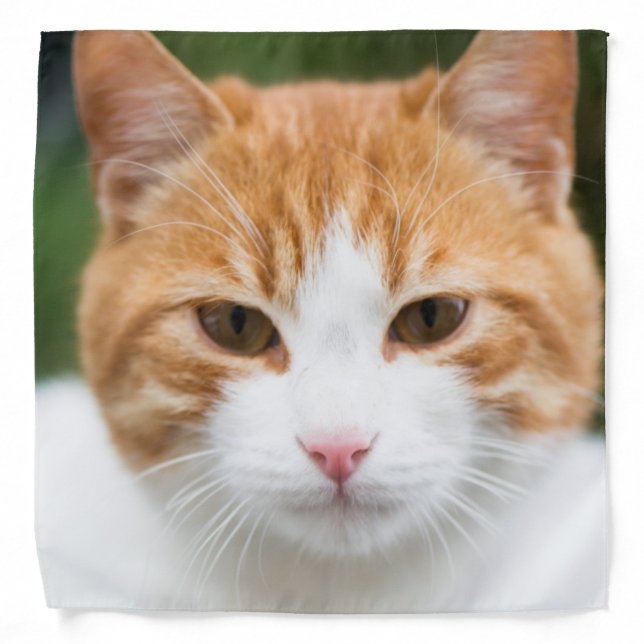 Beautiful red cat bandana (Front)