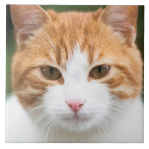 Beautiful red cat ceramic tile