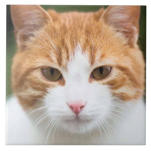 Beautiful red cat ceramic tile (Front)