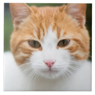 Beautiful red cat ceramic tile