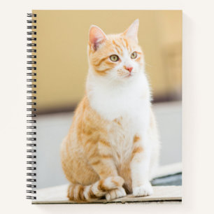 Beautiful red cat notebook