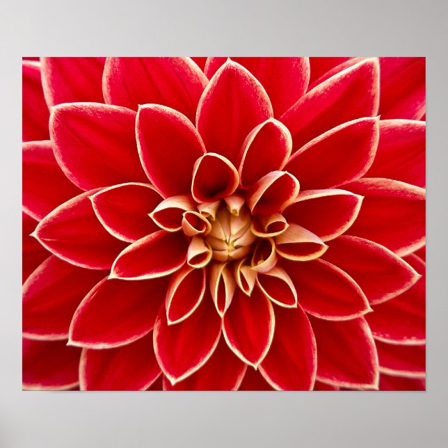 Beautiful red dahlia poster (Front)
