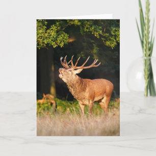Beautiful Red Deer Stag Greeting Card