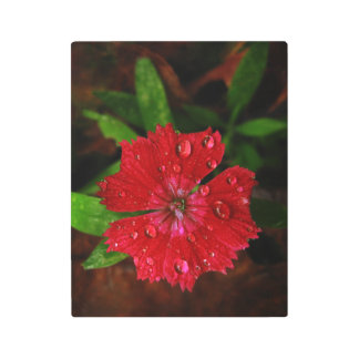 Beautiful Red Dianthus Flower With Raindrops Photo Metal Print