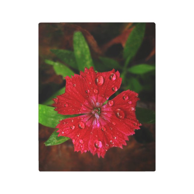 Beautiful Red Dianthus Flower With Raindrops Photo Metal Print (Front)