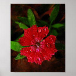 Beautiful Red Dianthus Flower With Raindrops Photo Poster
