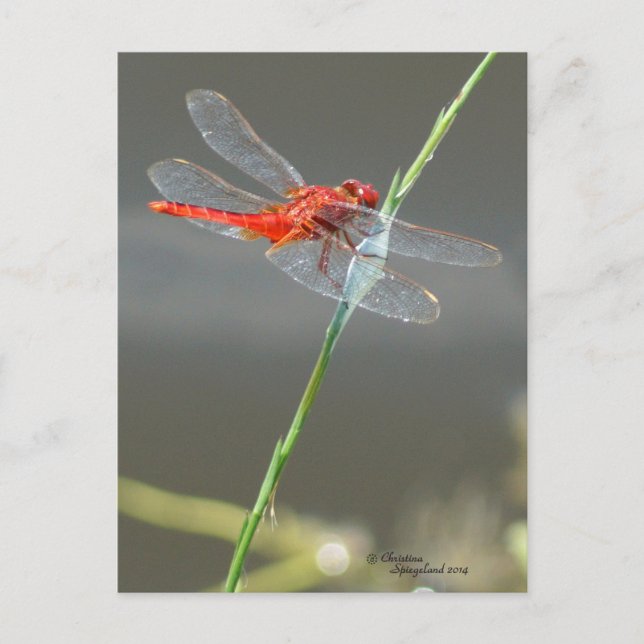 Beautiful Red Dragonfly Postcard (Front)
