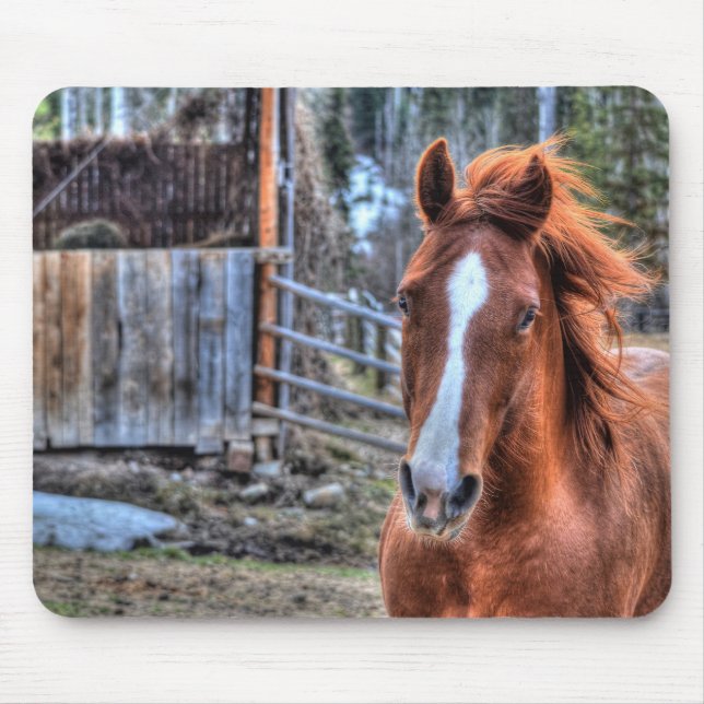 Beautiful Red Dun Ranch Horse Equine Photo Mouse Pad (Front)