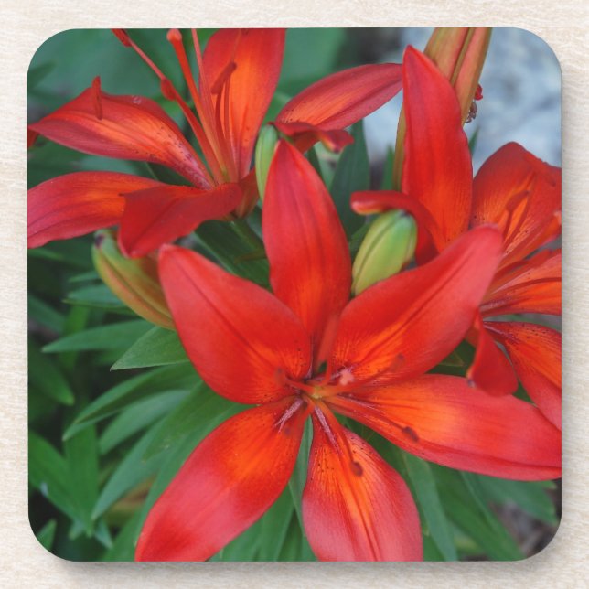 Beautiful Red Flower Drink Coaster (Front)