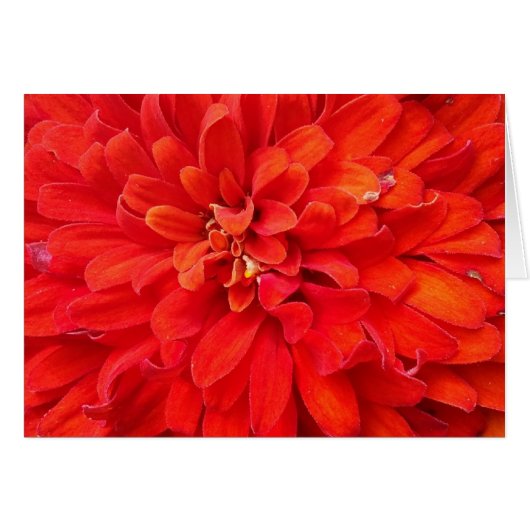 Beautiful red flower petals cards (Front Horizontal)