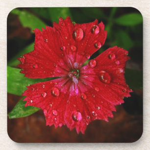 Beautiful Red Flower With Raindrops Photo Beverage Coaster