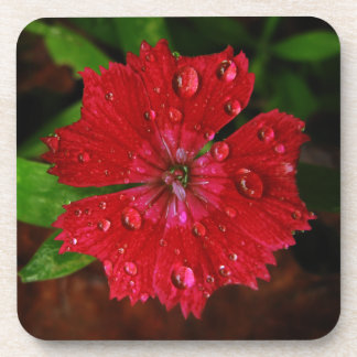Beautiful Red Flower With Raindrops Photo Beverage Coaster