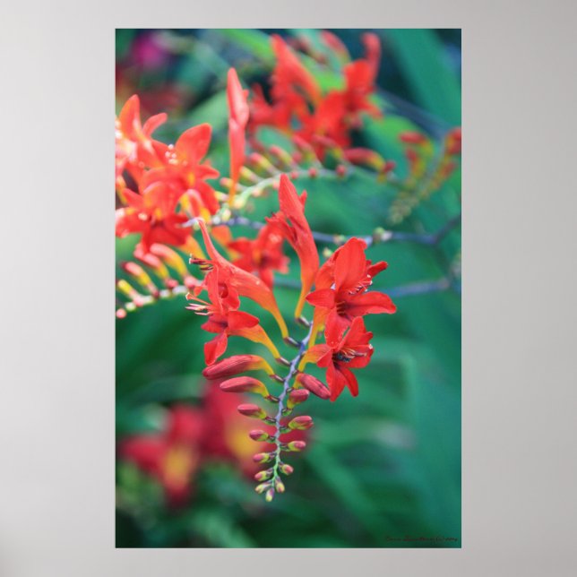 Beautiful Red Flowers Print # 6837 (Front)
