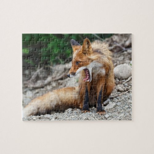 Beautiful red fox with wide open mouth jigsaw puzzle