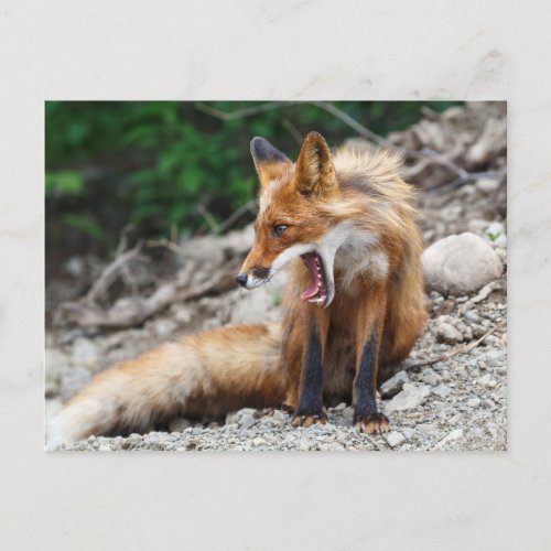 Beautiful red fox with wide open mouth postcard