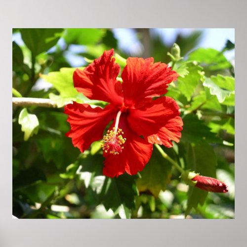 Beautiful Red Hawaiian Hibiscus Flower Poster