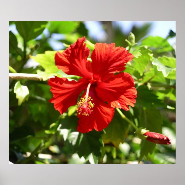 Beautiful Red Hawaiian Hibiscus Flower Poster (Front)