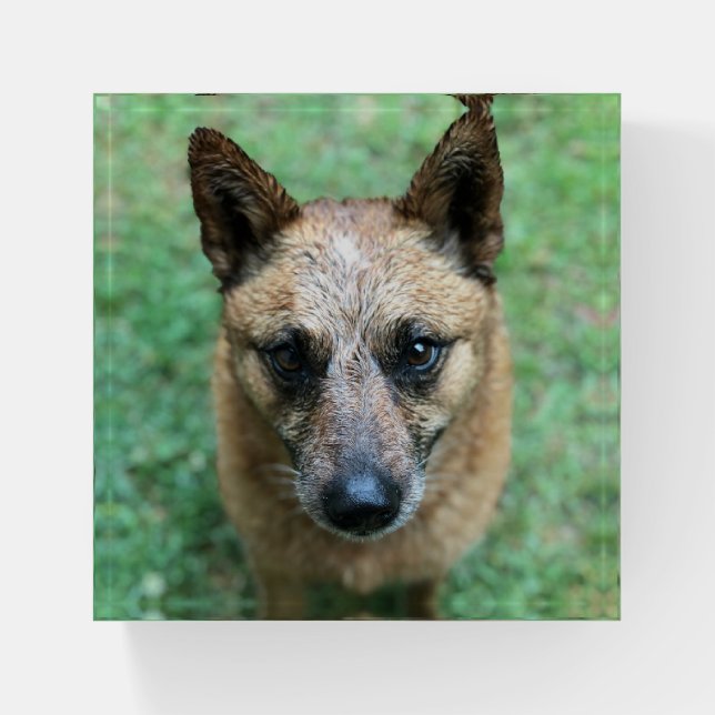 Beautiful Red Healer Dog Photo Paperweight (Front)