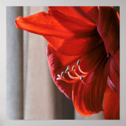 Beautiful Red Lion Amaryllis Flower Photo Poster