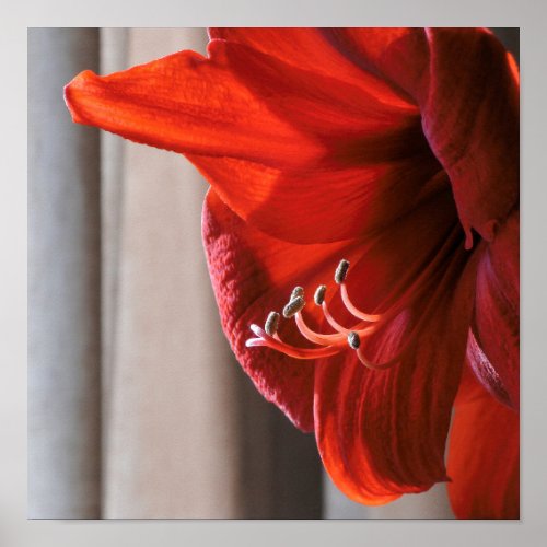 Beautiful Red Lion Amaryllis Flower Photo Poster