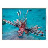 Beautiful Red Lion Fish (Front Horizontal)