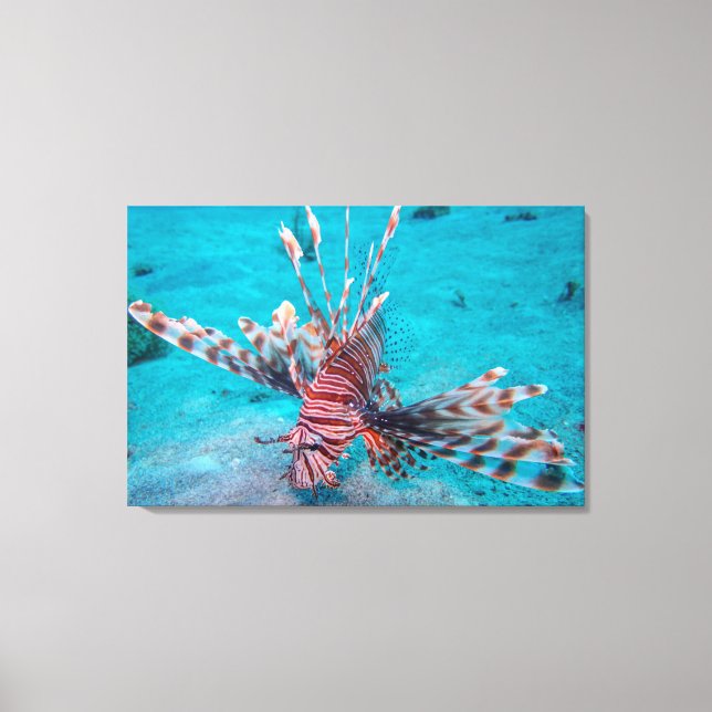 Beautiful Red Lion Fish Canvas Print (Front)