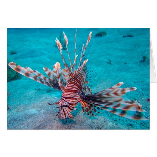 Beautiful Red Lion Fish Cards (Front Horizontal)