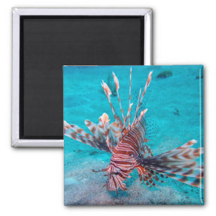 Beautiful Red Lion Fish Magnet