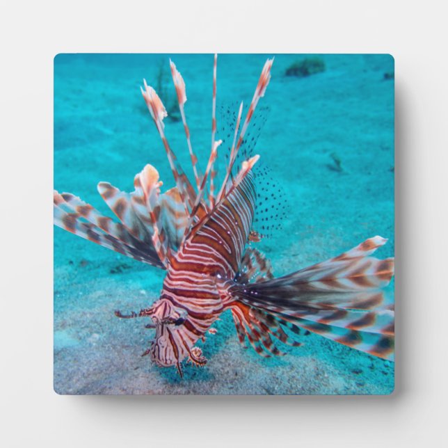 Beautiful Red Lion Fish Plaque (Front)