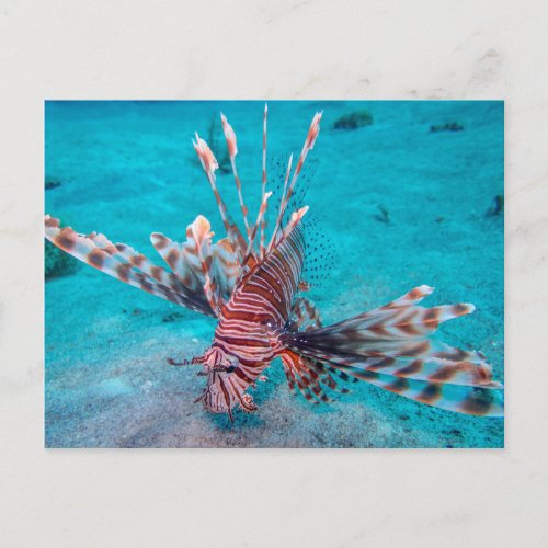 Beautiful Red Lion Fish Postcard