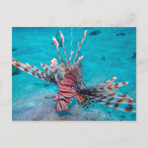 Beautiful Red Lion Fish Postcard